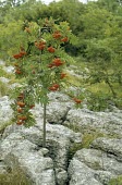 Sorbus aucuparia in fruit Species in habitat shot,Fruits or berries,Mature form,Habitat,Magnoliopsida,Photosynthetic,Plantae,Rosaceae,Anthophyta,Sorbus,Europe,Rosales,Terrestrial,Broadleaved