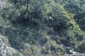 Sorbus wilmoltiana scrubland habitat General habitat shot (without species),Habitat,Magnoliopsida,Photosynthetic,Plantae,Rosaceae,Anthophyta,Sorbus,Europe,Rosales,Terrestrial,Broadleaved