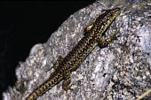 Carpetane rock lizard gripping rock, upright position Adult,Chordata,Terrestrial,Carnivorous,cyreni,Europe,Iberolacerta,Lacertidae,Rock,Endangered,Squamata,Reptilia,Animalia,IUCN Red List
