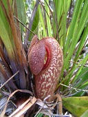 Side profile of Nepenthes klossii pitcher with lid closed Mature form,Plantae,Magnoliopsida,Nepenthaceae,Terrestrial,Grassland,Photosynthetic,Nepenthes,CITES,Appendix II,Tracheophyta,Nepenthales,IUCN Red List,Asia,Vulnerable