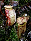 Nepenthes glabrata pitchers, lower form Mature form,Asia,Carnivorous,Forest,Nepenthes,IUCN Red List,Nepenthales,Nepenthaceae,Plantae,Magnoliopsida,Tracheophyta,Terrestrial,Sub-tropical,Vulnerable