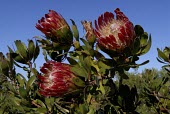 Protea obtusifolia in flower Flower,Mature form,Tracheophyta,Magnoliopsida,Terrestrial,Protea,Africa,Proteaceae,Plantae,Photosynthetic,Proteales