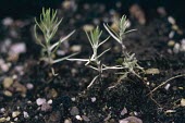 Narrow-leaved cudweed seedlings Seedling,Plantae,Asterales,Asteraceae,Magnoliopsida,Heathland,Photosynthetic,Africa,Filago,Agricultural,Critically Endangered,Europe,Anthophyta,Terrestrial