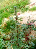 Forsskaolea tenacissima in habitat Mature form,Leaves,Rosales,Terrestrial,Not Evaluated,Urticaceae,Plantae,Tracheophyta,Desert,Indian,Forsskaolea,Photosynthetic,Equisetopsida,Asia