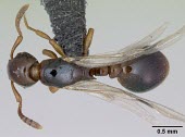 Winged queen shining guest ant specimen, dorsal view Formicoxenus,Europe,Vulnerable,Insecta,Asia,Arthropoda,Terrestrial,nitidulus,Animalia,Hymenoptera,Broadleaved,Formicidae,Carnivorous,IUCN Red List