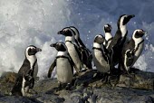 Group of African penguins on rock Marine,Habitat,Adult,Seashore,Species in habitat shot,Spheniscus,Carnivorous,Sphenisciformes,Rock,Terrestrial,demersus,Aves,Ocean,Endangered,Chordata,Africa,Coastal,Animalia,Convention on Migratory Sp