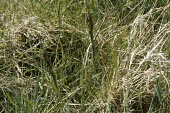 Young wild asparagus Photosynthetic,Grassland,Liliaceae,Sand-dune,Anthophyta,Vulnerable,Scrub,Asparagus,Liliales,Liliopsida,Plantae,Europe,Terrestrial