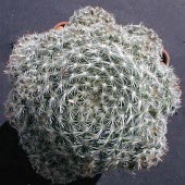 Mammillaria nana from above Norman Dennis Mature form,IUCN Red List,CITES,Caryophyllales,Least Concern,Appendix II,Terrestrial,South America,Cactaceae,Magnoliopsida,Tracheophyta,Semi-desert,Plantae,Photosynthetic,Mammillaria