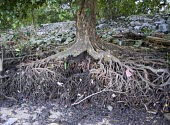 Dhundal tree roots exposed by erosion Survival Adaptations,Mature form,Physical protection,Magnoliopsida,Plantae,Forest,Terrestrial,Least Concern,Africa,Tropical,Australia,Photosynthetic,Tracheophyta,Meliaceae,Sapindales,IUCN Red List,Asi