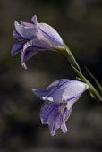 Gladiolus gracillis flowers Flower,Photosynthetic,Terrestrial,Iridaceae,Liliopsida,Liliales,Gladiolus,Africa,Plantae,Tracheophyta