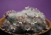Cultivated Mammillaria schwarzii Norman Dennis Mature form,CITES,Terrestrial,Magnoliopsida,Cactaceae,Photosynthetic,Caryophyllales,Semi-desert,Plantae,Appendix II,Critically Endangered,IUCN Red List,Tracheophyta,Mammillaria,South America