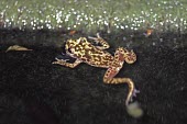 Mallorcan midwife toad partially submerged in water Adult,Terrestrial,Discoglossidae,muletensis,Anura,Critically Endangered,Europe,Animalia,Chordata,Aquatic,Streams and rivers,Alytes,Carnivorous,Amphibia,IUCN Red List,Vulnerable
