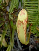 Nepenthes glabrata pitcher, upper form Mature form,Asia,Carnivorous,Forest,Nepenthes,IUCN Red List,Nepenthales,Nepenthaceae,Plantae,Magnoliopsida,Tracheophyta,Terrestrial,Sub-tropical,Vulnerable