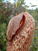 Close up of Nepenthes klossii pitcher lid Mature form,Plantae,Magnoliopsida,Nepenthaceae,Terrestrial,Grassland,Photosynthetic,Nepenthes,CITES,Appendix II,Tracheophyta,Nepenthales,IUCN Red List,Asia,Vulnerable