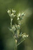 Narrow-leaved cudweed flowers Flower,Plantae,Asterales,Asteraceae,Magnoliopsida,Heathland,Photosynthetic,Africa,Filago,Agricultural,Critically Endangered,Europe,Anthophyta,Terrestrial