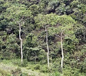 Hallea stipulosa trees Plantae,Rubiaceae,Magnoliopsida,Tracheophyta,Vulnerable,Rubiales,stipulosa,Photosynthetic,Hallea,Sub-tropical,Terrestrial,Africa,IUCN Red List