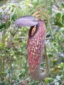 Side profile of Nepenthes klossii pitcher Mature form,Plantae,Magnoliopsida,Nepenthaceae,Terrestrial,Grassland,Photosynthetic,Nepenthes,CITES,Appendix II,Tracheophyta,Nepenthales,IUCN Red List,Asia,Vulnerable