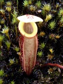 Nepenthes glabrata pitcher, lower form Mature form,Asia,Carnivorous,Forest,Nepenthes,IUCN Red List,Nepenthales,Nepenthaceae,Plantae,Magnoliopsida,Tracheophyta,Terrestrial,Sub-tropical,Vulnerable