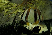 Double sash butterflyfish on reef Adult,marleyi,Vulnerable,Ocean,Chaetodon,Atlantic,Perciformes,Chaetodontidae,Africa,Aquatic,Chordata,Animalia,Actinopterygii,IUCN Red List,Least Concern