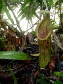 Nepenthes insignis lower pitcher, Biak form Alfindra Primaldhi Mature form,Forest,Terrestrial,CITES,Asia,Vulnerable,Riparian,IUCN Red List,Nepenthales,Nepenthaceae,Appendix II,Nepenthes,Photosynthetic,Plantae,Tracheophyta,Magnoliopsida