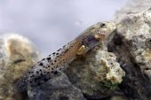 Mallorcan midwife toad tadpole with hind legs, side view Reproduction,Various larval stages,Various larval or tadpole stages,Terrestrial,Discoglossidae,muletensis,Anura,Critically Endangered,Europe,Animalia,Chordata,Aquatic,Streams and rivers,Alytes,Carnivo