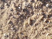 Camouflaged desert mantis Arthropoda,Eremiaphila,Animalia,Eremiaphilidae,Carnivorous,Semi-desert,Insecta,Desert,Common,Asia,Mantodea,Terrestrial