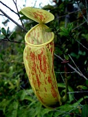 Nepenthes glabrata pitcher, upper form Mature form,Asia,Carnivorous,Forest,Nepenthes,IUCN Red List,Nepenthales,Nepenthaceae,Plantae,Magnoliopsida,Tracheophyta,Terrestrial,Sub-tropical,Vulnerable