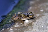 Mallorcan midwife toad, crawling onto rock from water Adult,Terrestrial,Discoglossidae,muletensis,Anura,Critically Endangered,Europe,Animalia,Chordata,Aquatic,Streams and rivers,Alytes,Carnivorous,Amphibia,IUCN Red List,Vulnerable
