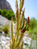 Lasiurus scindicus flower Flower,Mature form,Not Evaluated,Poaceae,Terrestrial,Indian,Equisetopsida,Tracheophyta,Plantae,Asia,Photosynthetic,Lasiurus,Poales,Desert