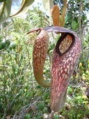 Nepenthes klossii pitchers Mature form,Plantae,Magnoliopsida,Nepenthaceae,Terrestrial,Grassland,Photosynthetic,Nepenthes,CITES,Appendix II,Tracheophyta,Nepenthales,IUCN Red List,Asia,Vulnerable