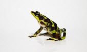Side profile of male Atelopus limosus Adult,Adult Male,Aquatic,Amphibia,Atelopus,Fresh water,Endangered,Animalia,North America,Bufonidae,Forest,limosus,Streams and rivers,Terrestrial,Anura,Chordata,Tropical,IUCN Red List