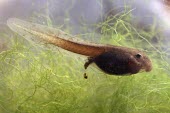 Mallorcan midwife toad tadpole amongst weed Various larval or tadpole stages,Reproduction,Various larval stages,Terrestrial,Discoglossidae,muletensis,Anura,Critically Endangered,Europe,Animalia,Chordata,Aquatic,Streams and rivers,Alytes,Carnivo