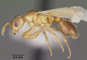 Winged queen Formicoxenus provancheri specimen, profile Ants,Formicidae,Sawflies, Ants, Wasps, Bees,Hymenoptera,Insects,Insecta,Arthropoda,Arthropods,IUCN Red List,Animalia,Formicoxenus,North America,Terrestrial,Vulnerable