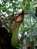 Nepenthes insignis, Biak form, intermediate Mature form,Forest,Terrestrial,CITES,Asia,Vulnerable,Riparian,IUCN Red List,Nepenthales,Nepenthaceae,Appendix II,Nepenthes,Photosynthetic,Plantae,Tracheophyta,Magnoliopsida