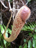 Nepenthes klossii pitcher with lid closed Mature form,Plantae,Magnoliopsida,Nepenthaceae,Terrestrial,Grassland,Photosynthetic,Nepenthes,CITES,Appendix II,Tracheophyta,Nepenthales,IUCN Red List,Asia,Vulnerable