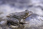 Karpathos frog, side view Adult,Fresh water,Animalia,Ponds and lakes,IUCN Red List,Chordata,Aquatic,Amphibia,Anura,Pelophylax,Ranidae,Europe,Critically Endangered,Terrestrial,Streams and rivers,cerigensis