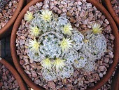 Small cluster of Mammillaria duwei Mature form,Terrestrial,Plantae,CITES,Mammillaria,Cactaceae,Appendix II,IUCN Red List,Photosynthetic,South America,Tracheophyta,Critically Endangered,Semi-desert,Magnoliopsida,Caryophyllales