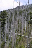 Stand of dead Fraser fir trees Introduced species,Threats to existence,Mature form,Plantae,Coniferales,IUCN Red List,Endangered,Terrestrial,Abies,Tracheophyta,Mountains,Coniferopsida,fraseri,North America,Pinaceae