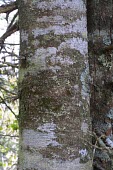 Fraser fir bark Mature form,Plantae,Coniferales,IUCN Red List,Endangered,Terrestrial,Abies,Tracheophyta,Mountains,Coniferopsida,fraseri,North America,Pinaceae
