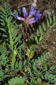 Pyne's ground plum in flower Flower,Mature form,Plantae,Fabales,Magnoliopsida,Rock,Tracheophyta,Leguminosae,Photosynthetic,Astragalus,North America,Endangered,Terrestrial