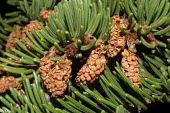 Close up of male Fraser fir cones Mature form,Reproduction,Leaves,Asexual reproductive structures,Plantae,Coniferales,IUCN Red List,Endangered,Terrestrial,Abies,Tracheophyta,Mountains,Coniferopsida,fraseri,North America,Pinaceae