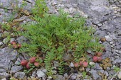 Pyne's ground plum Mature form,Plantae,Fabales,Magnoliopsida,Rock,Tracheophyta,Leguminosae,Photosynthetic,Astragalus,North America,Endangered,Terrestrial