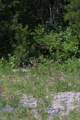 Tennessee purple coneflowers in habitat Grassland,Mature form,Species in habitat shot,Habitat,Echinacea,Tracheophyta,Rock,Magnoliopsida,Endangered,Terrestrial,Photosynthetic,North America,Asteraceae,Asterales,Plantae