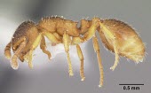Worker Formicoxenus quebecensis specimen, profile Formicidae,Animalia,Vulnerable,North America,Terrestrial,Arthropoda,Insecta,IUCN Red List,Hymenoptera,Formicoxenus