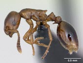 Worker shining guest ant specimen, profile Formicoxenus,Europe,Vulnerable,Insecta,Asia,Arthropoda,Terrestrial,nitidulus,Animalia,Hymenoptera,Broadleaved,Formicidae,Carnivorous,IUCN Red List