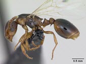 Winged queen shining guest ant specimen, profile Formicoxenus,Europe,Vulnerable,Insecta,Asia,Arthropoda,Terrestrial,nitidulus,Animalia,Hymenoptera,Broadleaved,Formicidae,Carnivorous,IUCN Red List