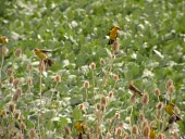 Group of saffron-cowled blackbirds on teasels Ron Hoff Adult,Social behaviour,How does it live ?,Passeriformes,Appendix I,Chordata,Aves,Arboreal,flavus,Agricultural,Terrestrial,Flying,Icteridae,Vulnerable,Animalia,Xanthopsar,South America,Carnivorous,IUCN Red List