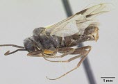 Male Formica talbotae specimen, profile Sawflies, Ants, Wasps, Bees,Hymenoptera,Ants,Formicidae,Insects,Insecta,Arthropoda,Arthropods,Animalia,Terrestrial,North America,IUCN Red List,Vulnerable,Formica