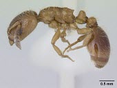 Worker Harpagoxenus sublaevis specimen, profile CAS / www.antweb.org IUCN Red List,Harpagoxenus,Terrestrial,Arthropoda,Animalia,Insecta,Hymenoptera,Vulnerable,Europe,Formicidae