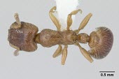 Worker Harpagoxenus sublaevis specimen, dorsal view IUCN Red List,Harpagoxenus,Terrestrial,Arthropoda,Animalia,Insecta,Hymenoptera,Vulnerable,Europe,Formicidae